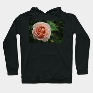 Delicate Pink Rose Hoodie